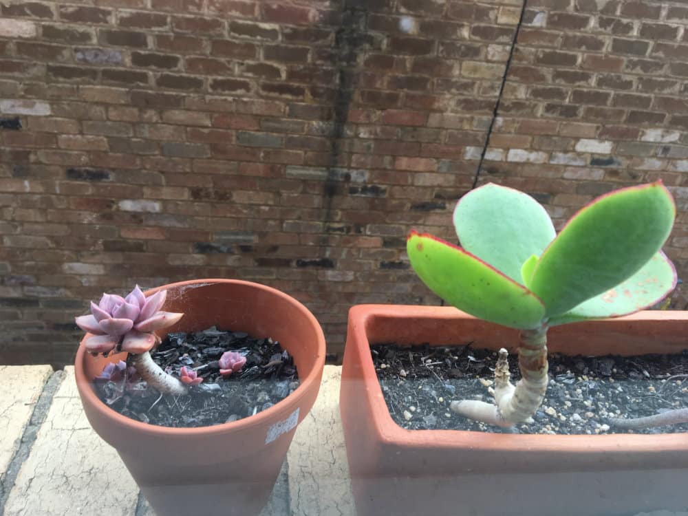 succulents - very healthy succulents in southern light of bedroom