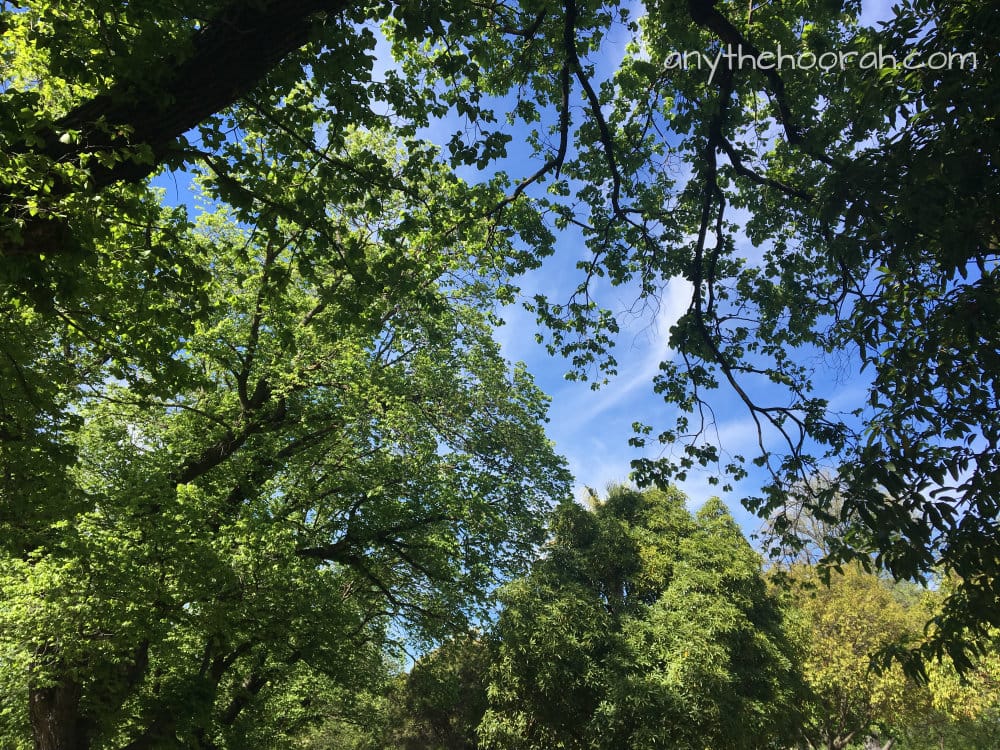 leaves, blue sky and wispy white clouds