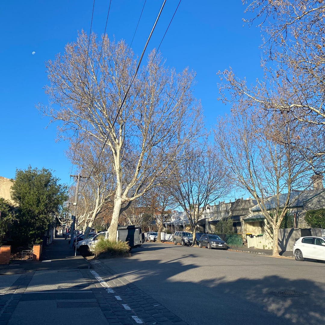 plane trees in the sunshine streetscape