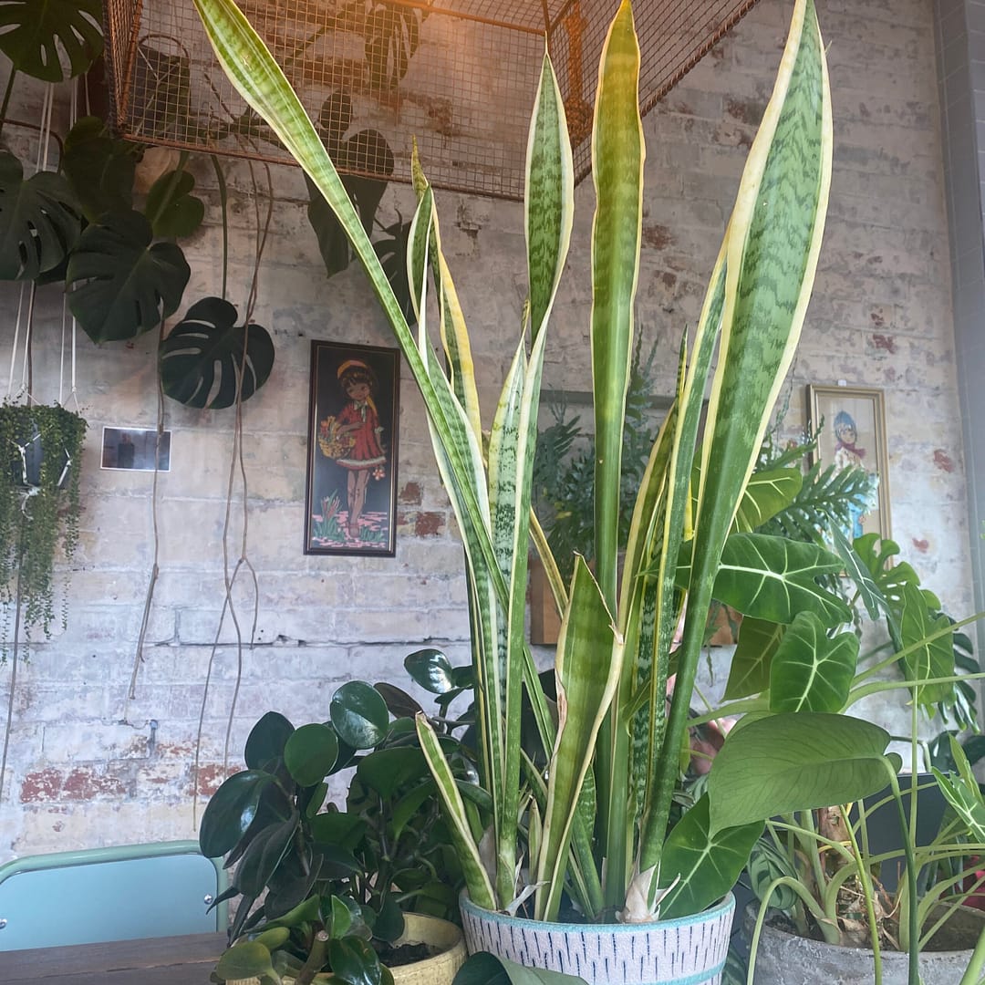 plants at kaede