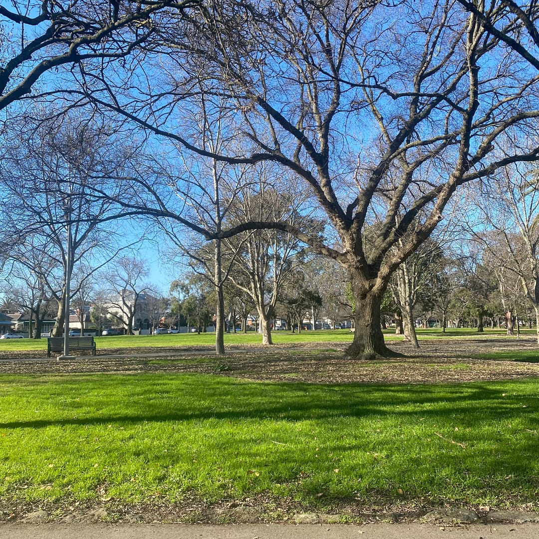 view through the park to trees, grass and sunshine, with houses behind