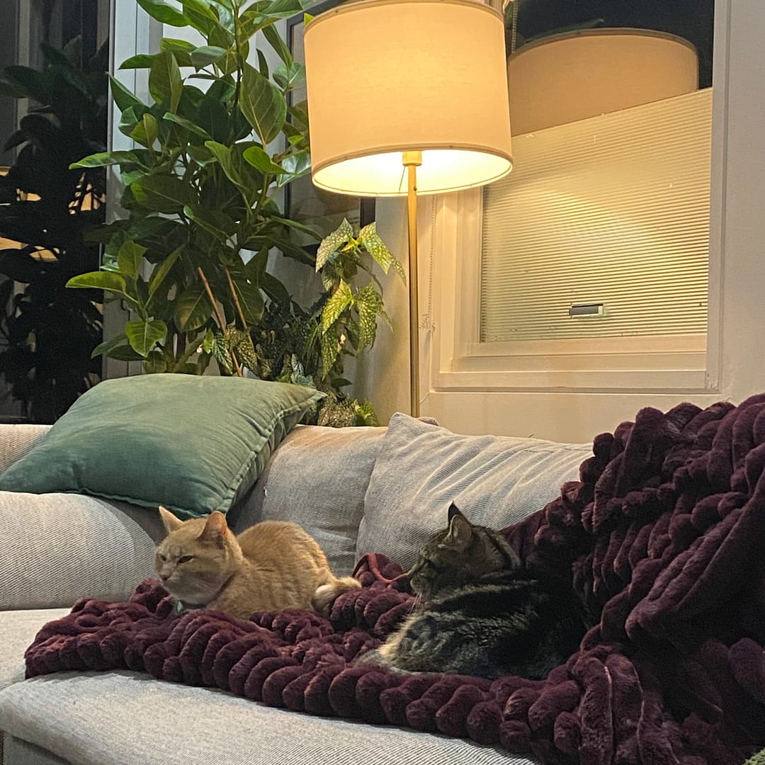 jax and mateo the cats at moonee ponds house sit with lamp in the background on a couch