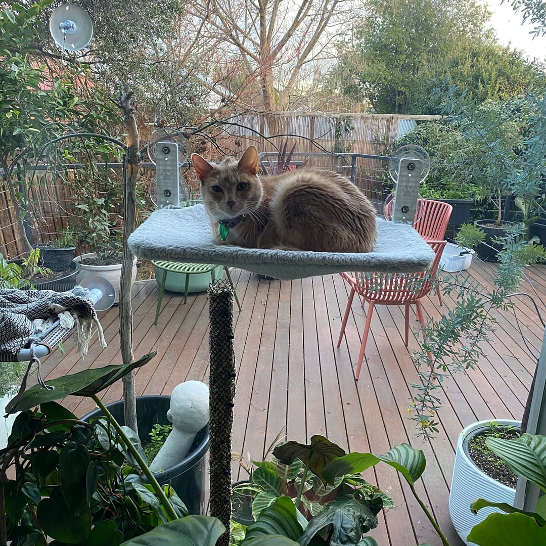 Jax the cat sitting on his sun bed