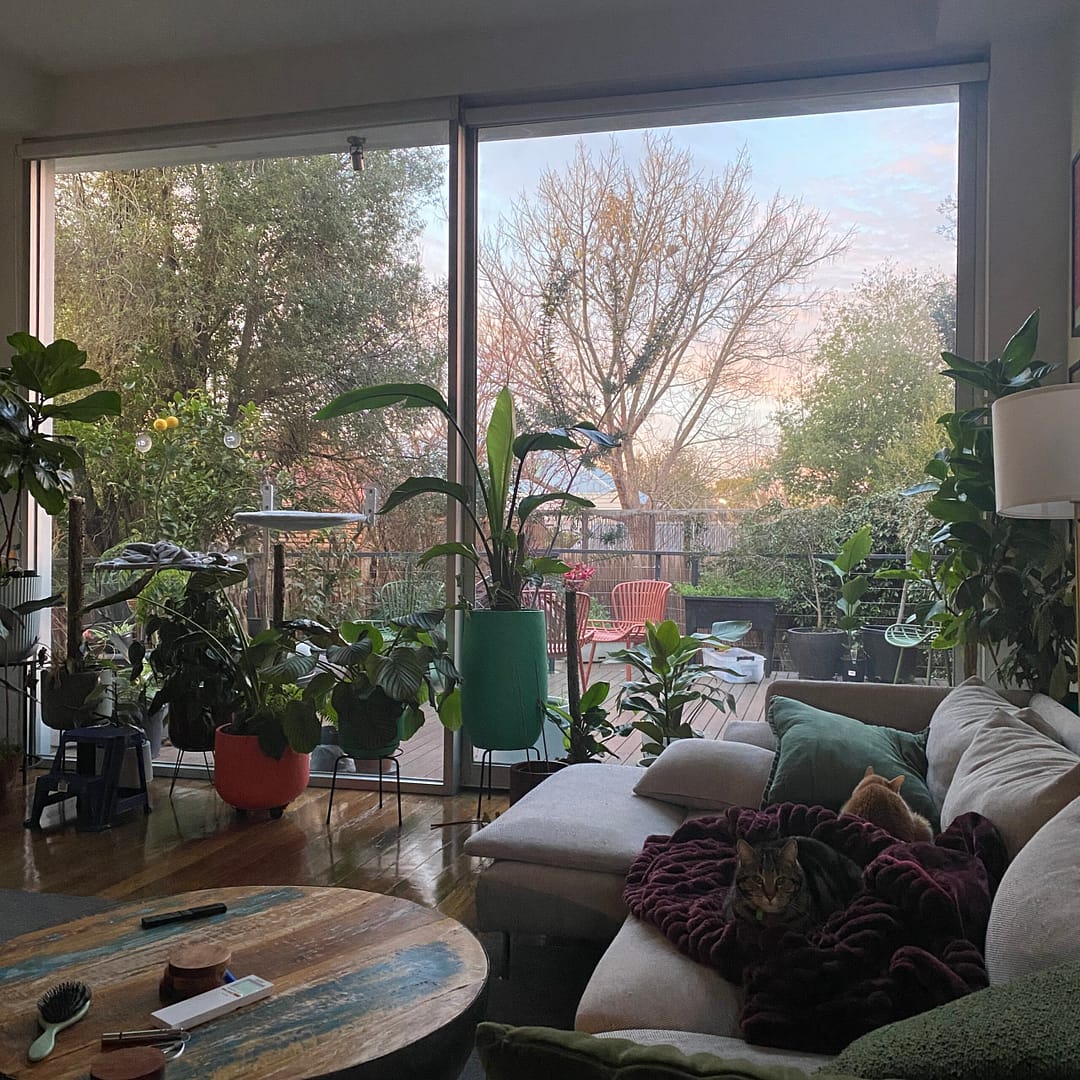 sunrise at moonee ponds house sit through back window