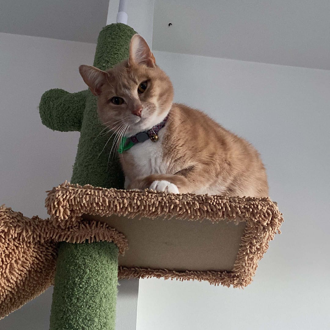 jax the ginger cat sitting up on a shelf of his indoor tree