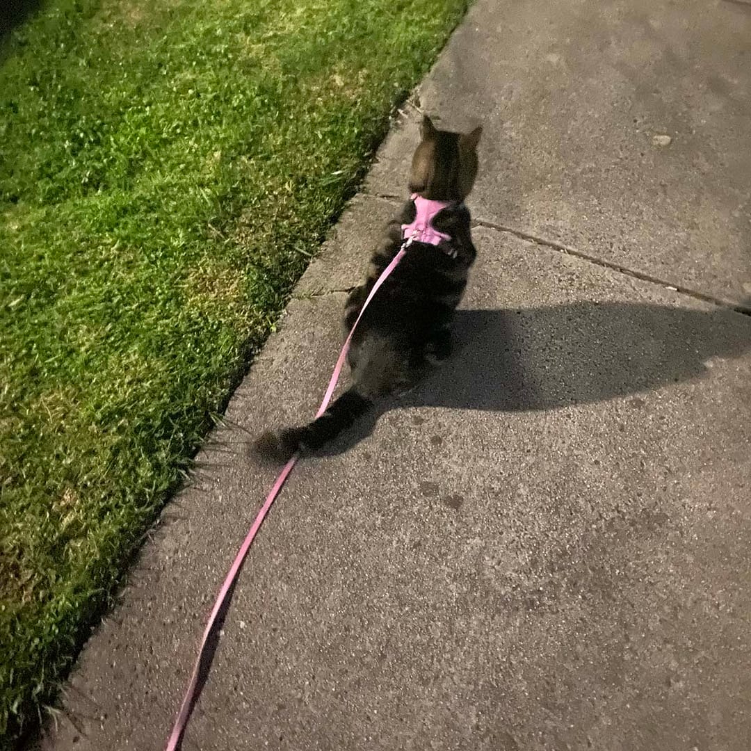 a black cat with a pink lead goes for a walk outside on the concrete footpath