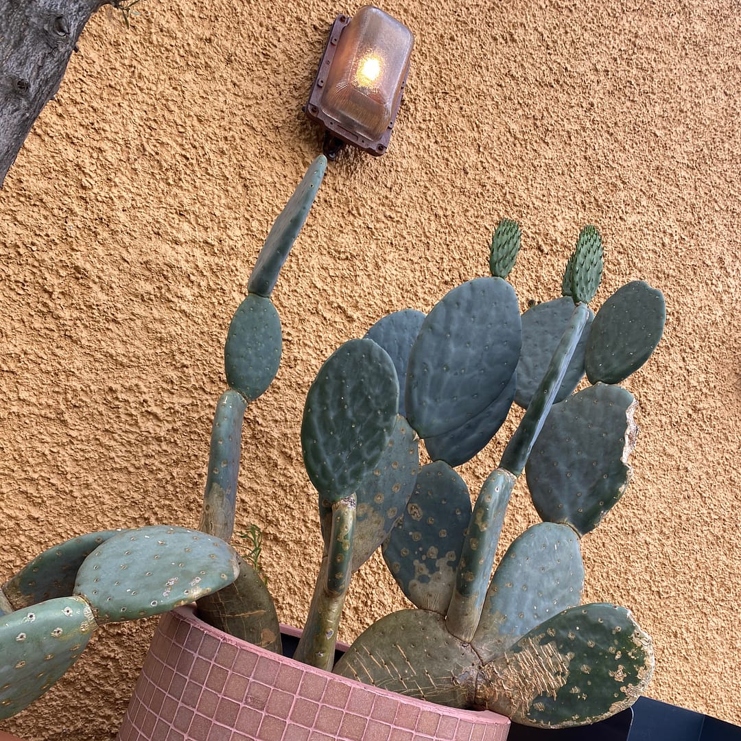 cactus and vintage light in pot at a rooftop bar