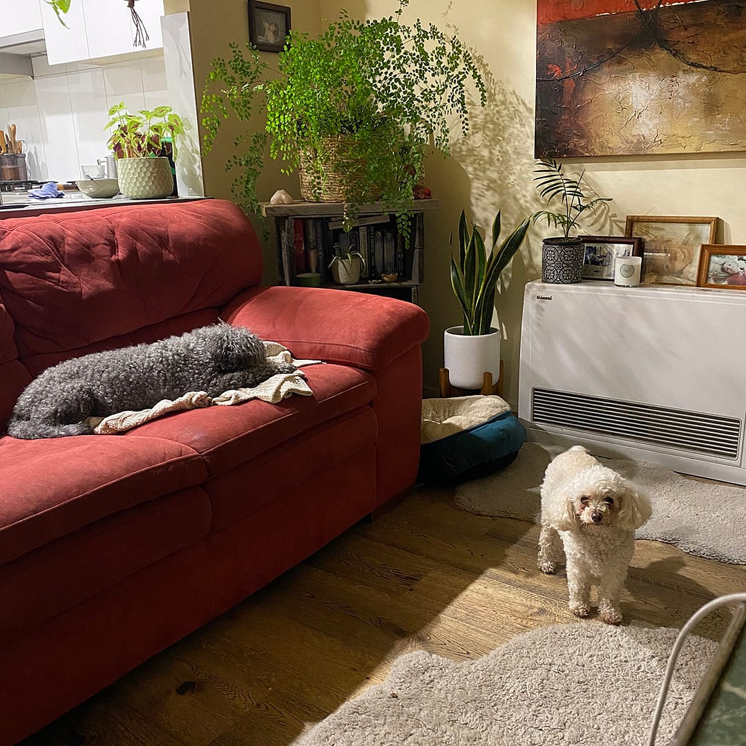 molly and digby at home in thornbury