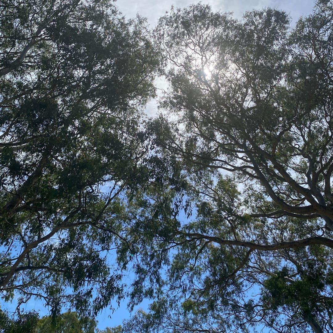 gum tree tops