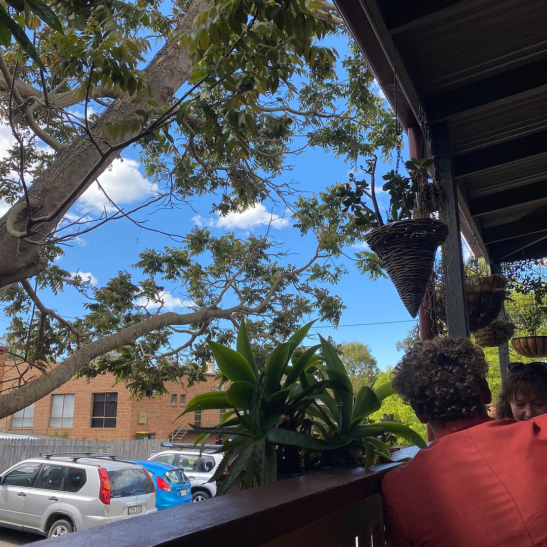 white cedar tree outside the back deck of toast in pambula
