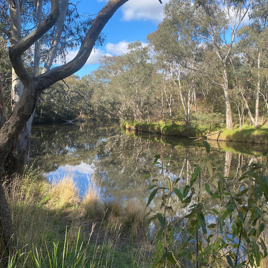 saturday nature walk along the yarra - view of the river with trees and plants on the bank and sunny blue sky