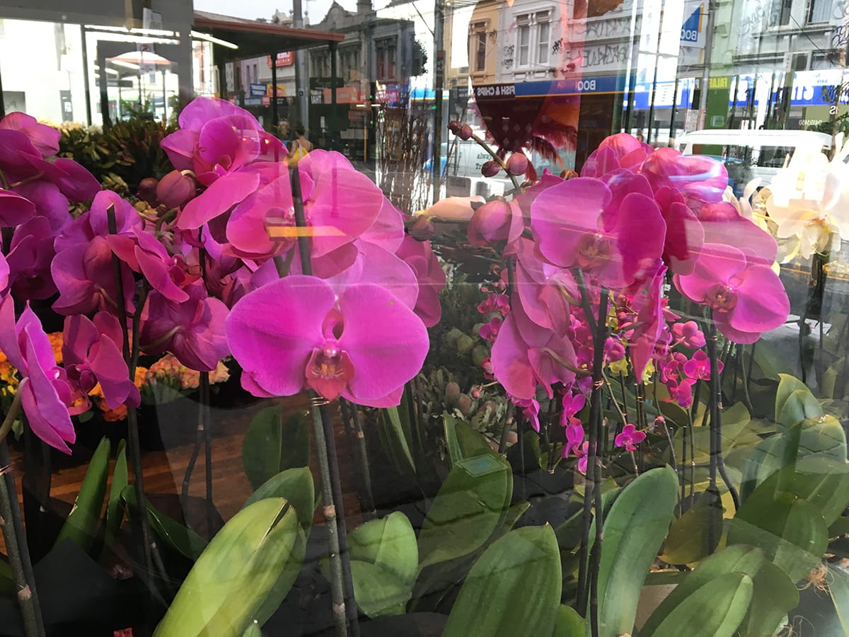 collection of bright magenta flowers with reflections of smith street collingwood outside tribal rose florist shop