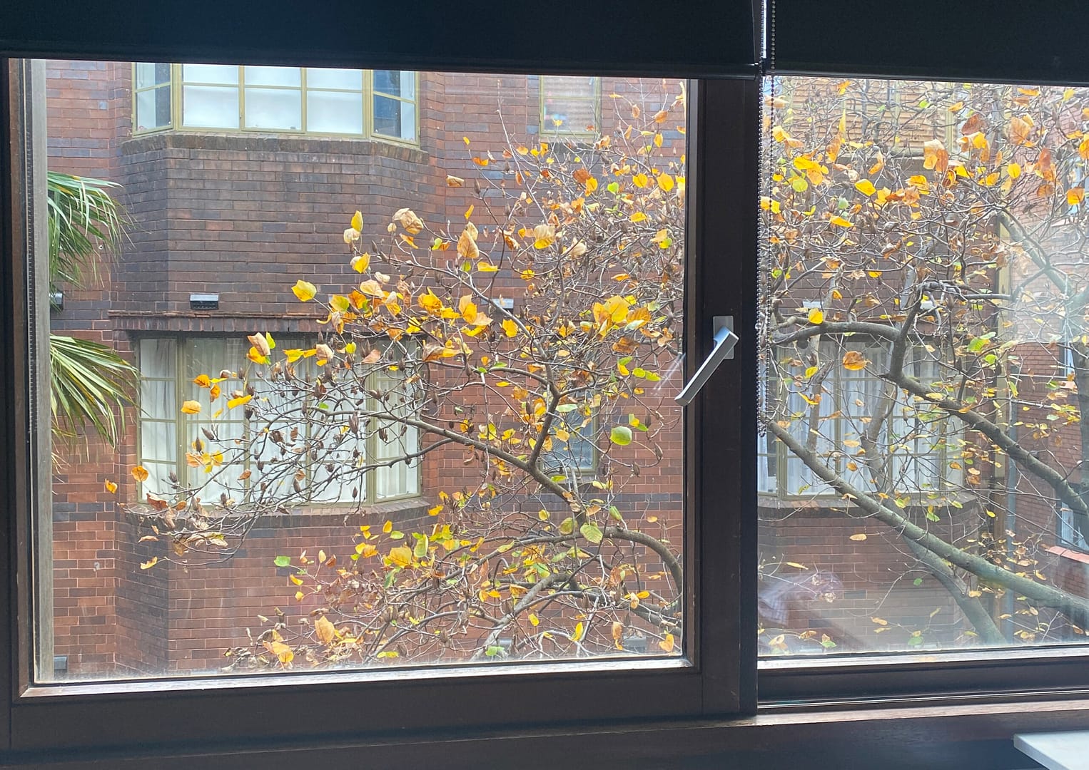 autumn leaves outside a window in potts point