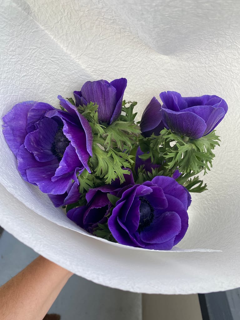 blue or indigo anemones from the flower shop on smith street and a little of my arm skin holding the bunch