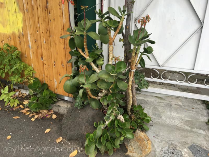 interesting succulent on morning walk - Collingwood