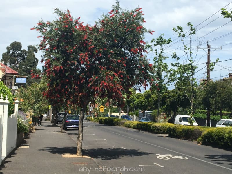 streetscape with leafy greens