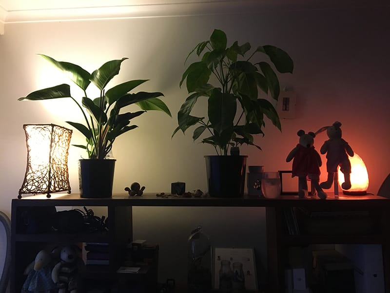 toys, leaves, light and night