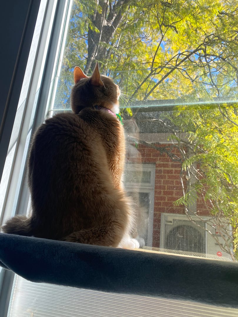 jax the cat looking out a window at a bird in the trees - his sun bathing position