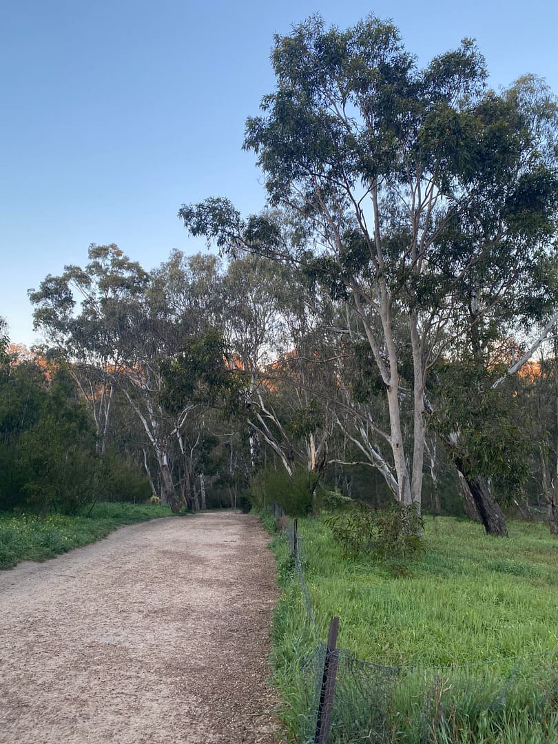 trail through bushland at yarra trail